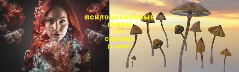 купить   Набережные Челны  гидра рабочий сайт  Псилоцибиновые грибы Magic Shrooms 